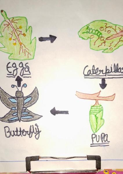 Life cycle of butterfly