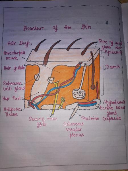 Diagram of Skin , Urinary system ,ear