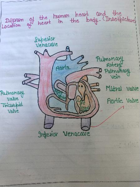 Digram of Heart , respiratory system and urinary system